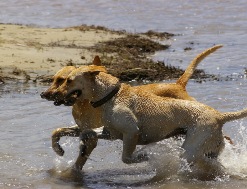 Dogs7
