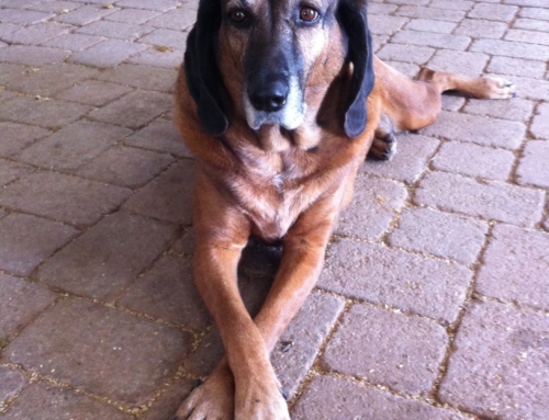 Dogs3